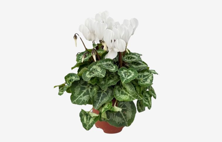 Cyklamén SS Compact White, kont. p10,5