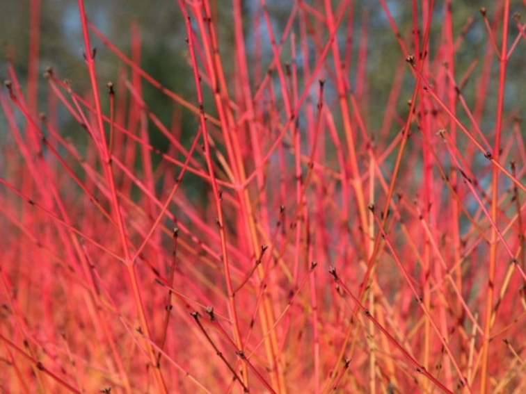 Drieň krvavý Midwinter Fire, výška 30-40 cm, kvetináč 14 cm