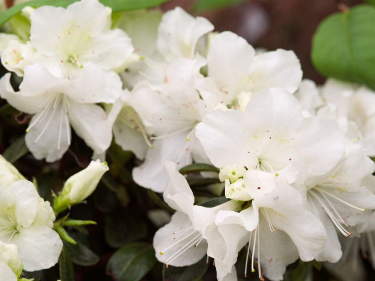 Azalka japonská Pleasant White, výška 15-20 cm, kvetináč 13 cm