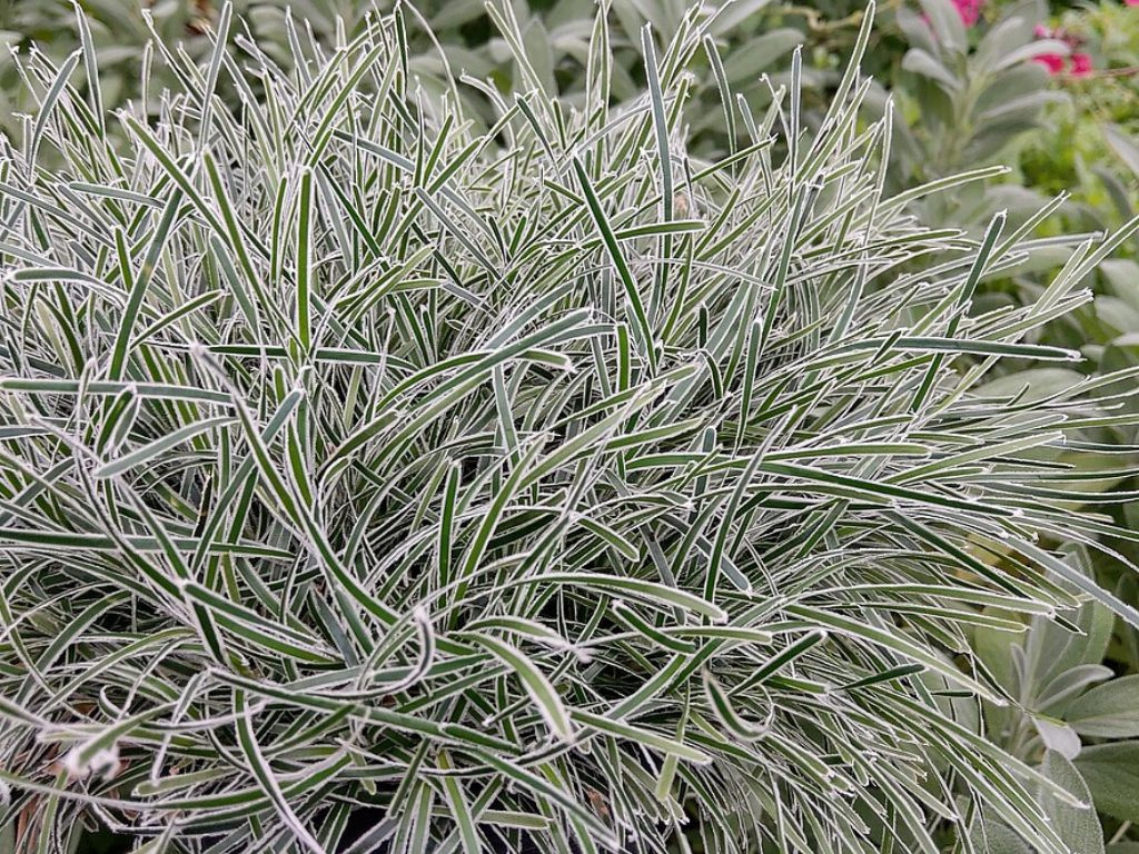 Ficínia Frosty Morning
