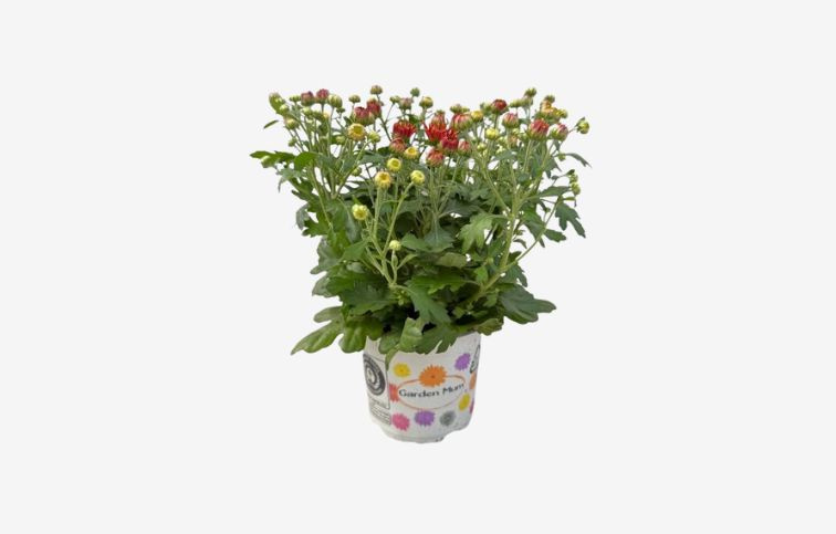 Chryzantéma Garden Mum Orange, kont. p10,5