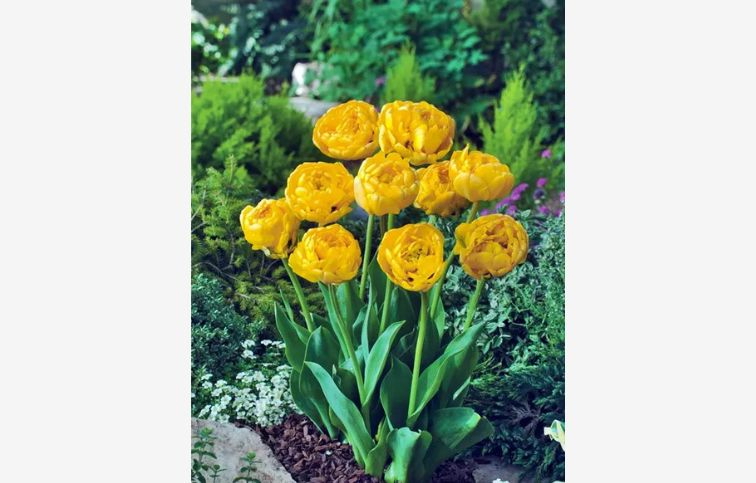 Tulipán Yellow Pompenette 7 ks v balení