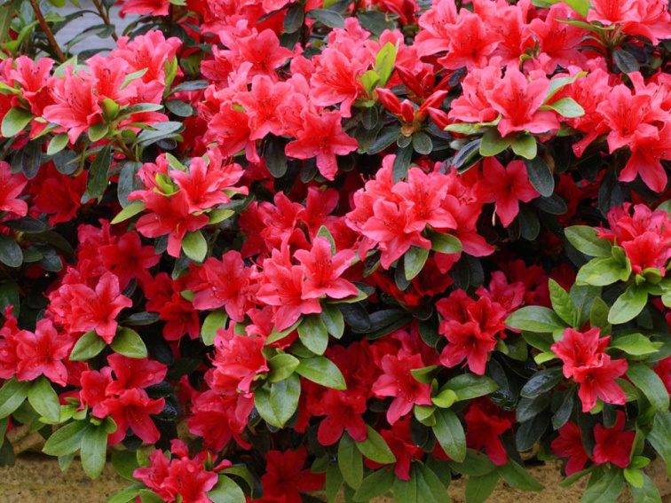 Azalka japonská Geisha Red, výška 15-20 cm, kvetináč 13 cm