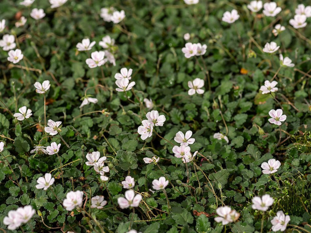 Bocianik reichardii Album
