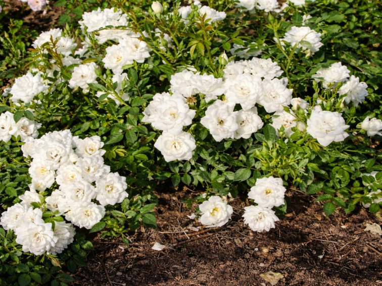 Ruža pôdopokryvná Crystal Fairy, kvetináč 2 l