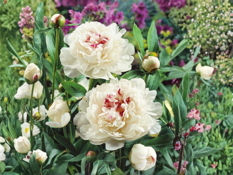 Pivonka bylinná Festiva Maxima, kvetináč 1,5 l