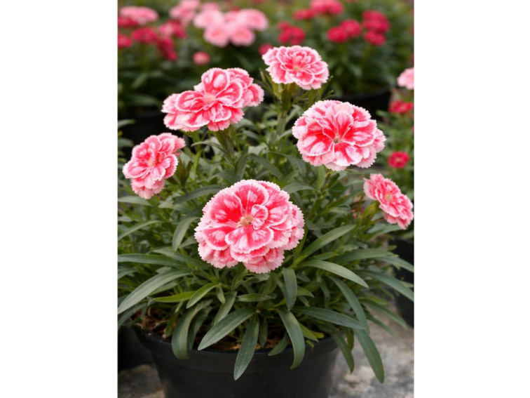 Klinček Raspberry Eyes Pink, kvetináč 10,5 cm