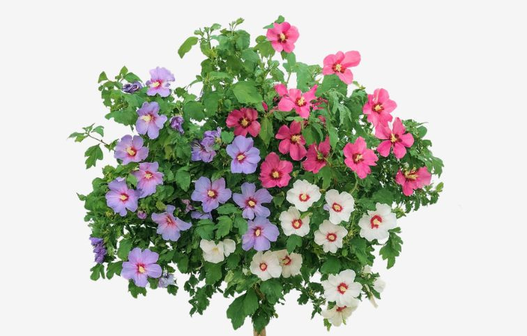 Ibištek sýrsky Tricolor na cca 70cm kmienku, výška 100-120cm, kont. 5 l