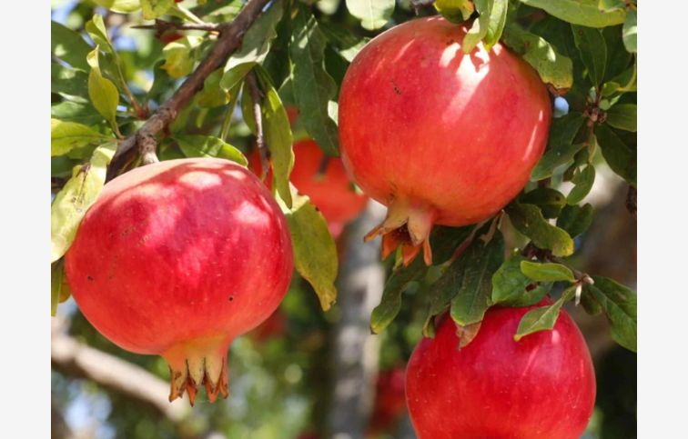 Granátové jablko Crimson Sky 30-50cm, kont. 2 l