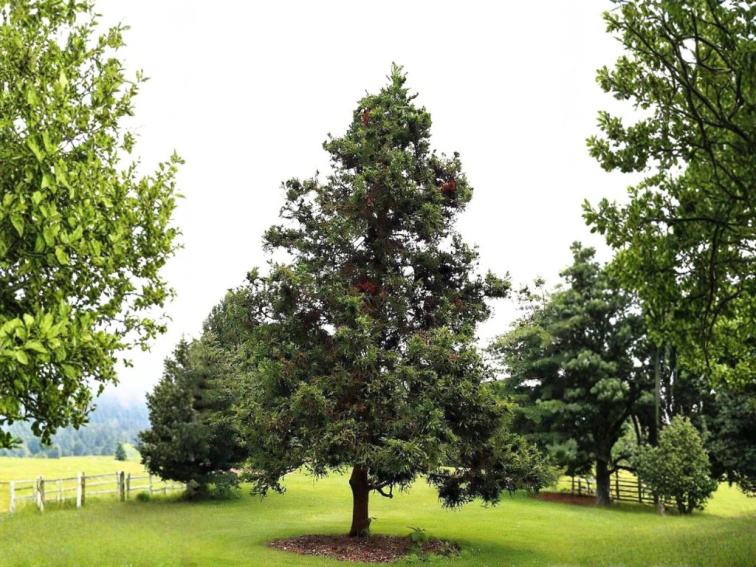 Kryptoméria japonská Cristata, výška 50-60 cm, kvetináč 23 cm
