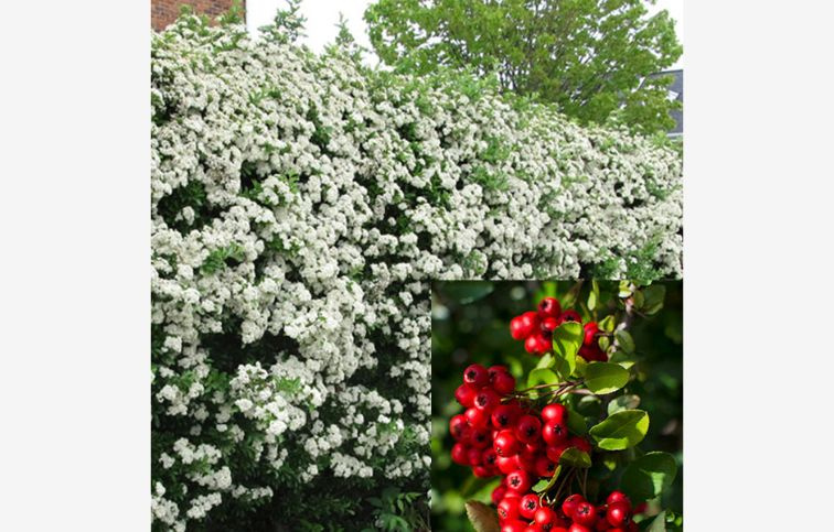 Hlohyňa Red Column 60-70 cm, kont. p15