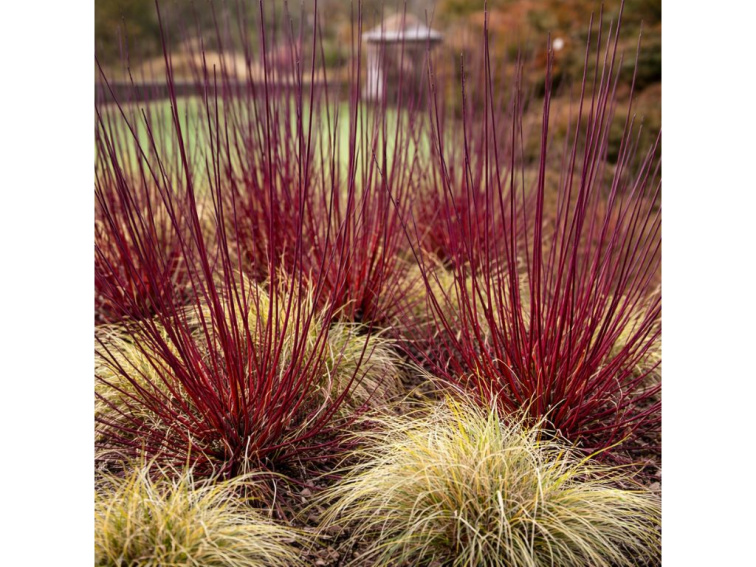 Drieň biely Kesselringii, výška 30-40 cm, kvetináč 14 cm