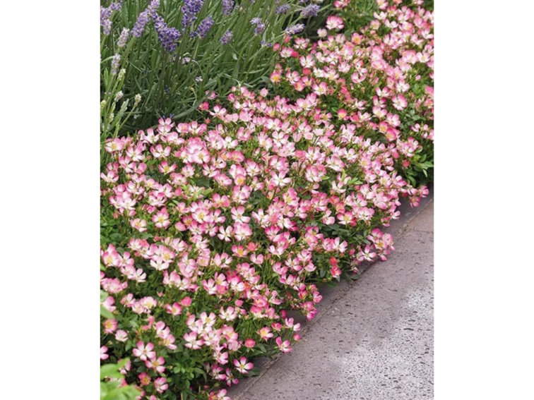 Miniruža Cutie Pie, výška 20-30 cm, kvetináč 17 cm