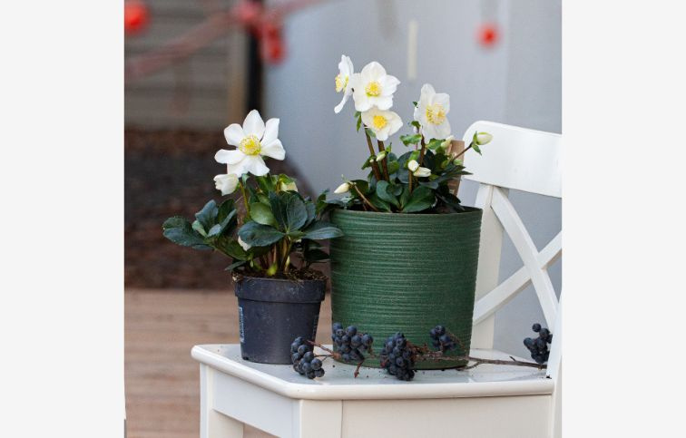 Čemerica čierna Christmas Carol, kont. p12