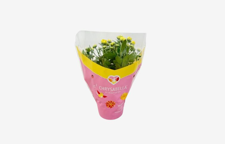 Chryzantéma Mount Carmel, kont. p12