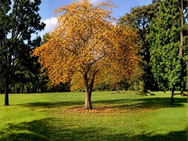 Okrasná jabloň Golden Hornet na 130-140 cm kmienku, výška 170-200 cm, kvetináč 25 l