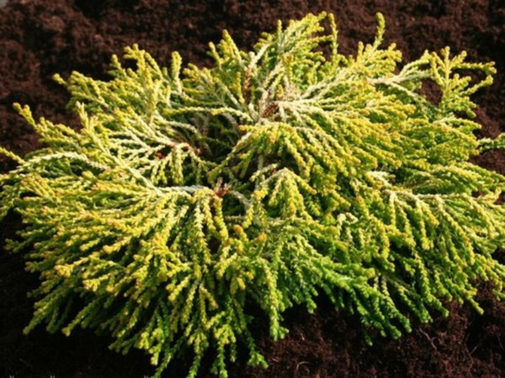 Cypruštek hrachonosný Sungold, výška 20-30 cm, kvetináč 2 l