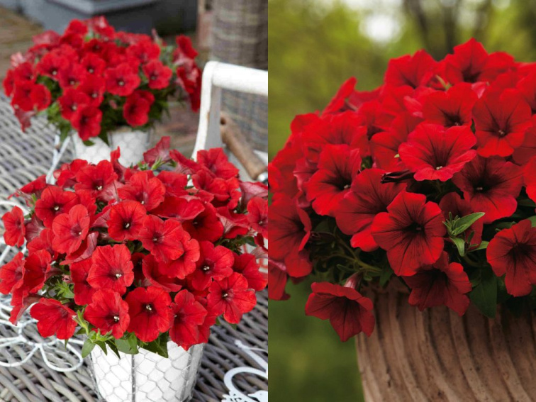 Petúnia Surfinia Deep Red
