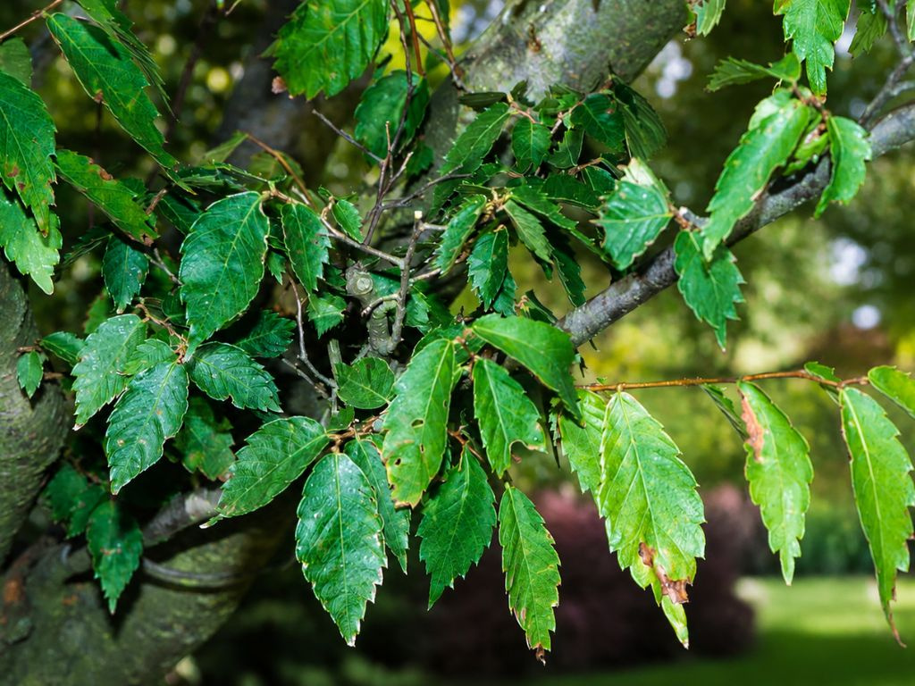 Zelkova ostrolistá, výška 100-120 cm, kvetináč 9 l