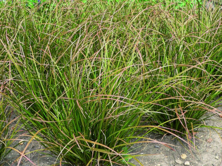 Ostrica Howardova Phoenix Green