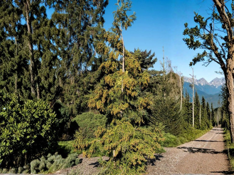 Kryptoméria japonská Rasen, výška 70-90 cm, kvetináč 23 cm