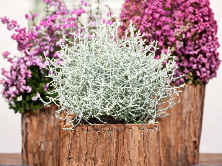 Strieborný drôtik Silver Dollar