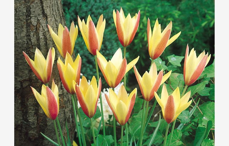 Tulipán botanický Clusiana Cynthia 10 ks v balení