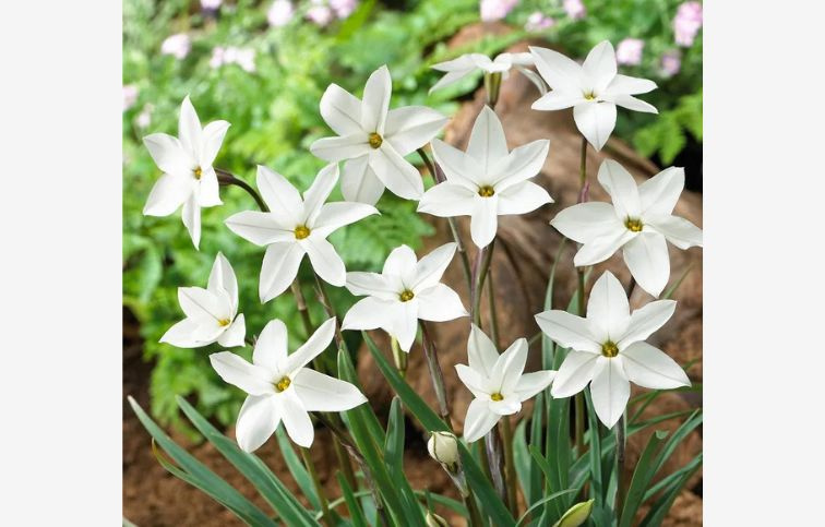 Ipheion uniflorum Alberto Castillo 15 ks v balení