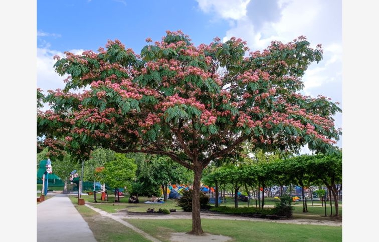 Albízia Tropical Dream 70-100 cm, kont. 4 l