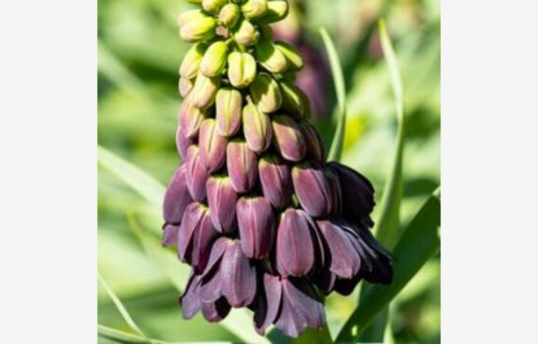 Korunkovka perzská Purple Favorite 1 ks v balení