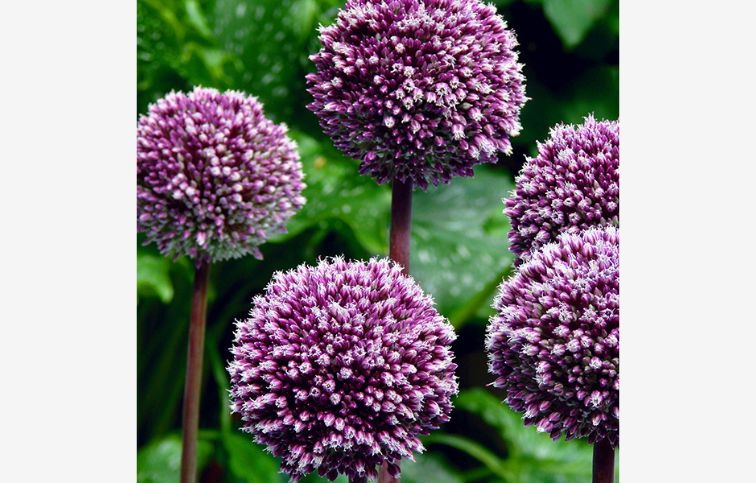 Okrasný cesnak Summer Drummer 3 ks v balení