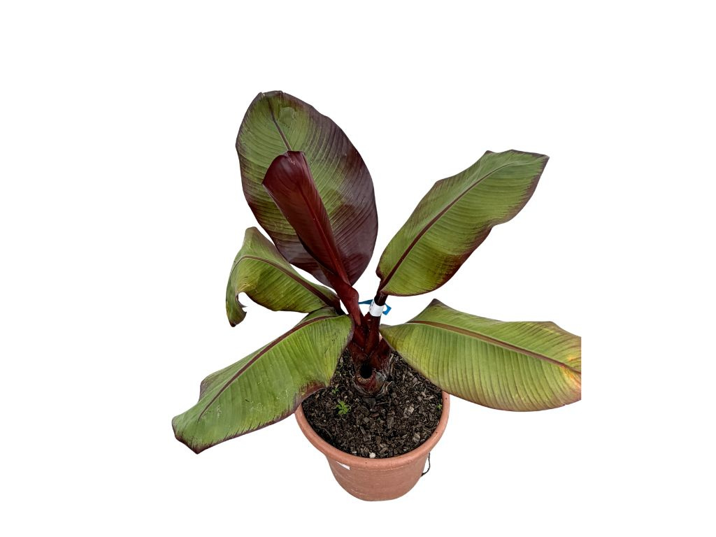 Banánovník Red Tiger, výška 40-60 cm, kvetináč 9 l