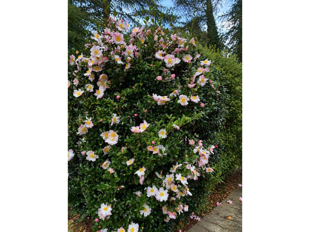 Kamélia sasanková Hana Jiman, výška 60-90 cm, kvetináč 9 l