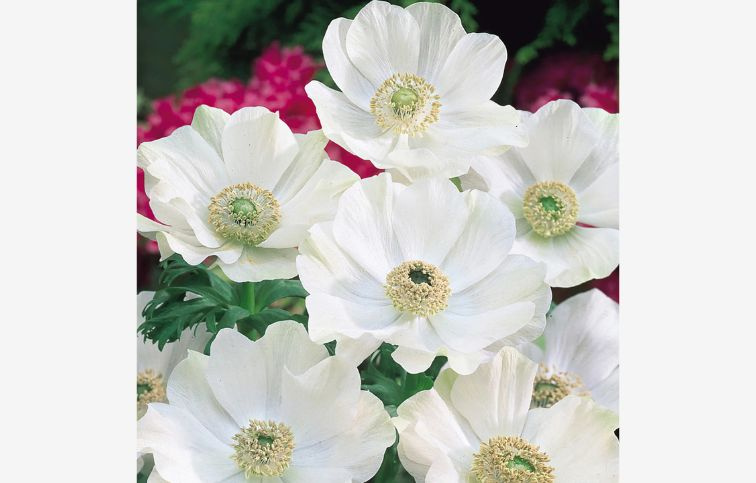 Veternica Coronaria Bride 15 ks v balení