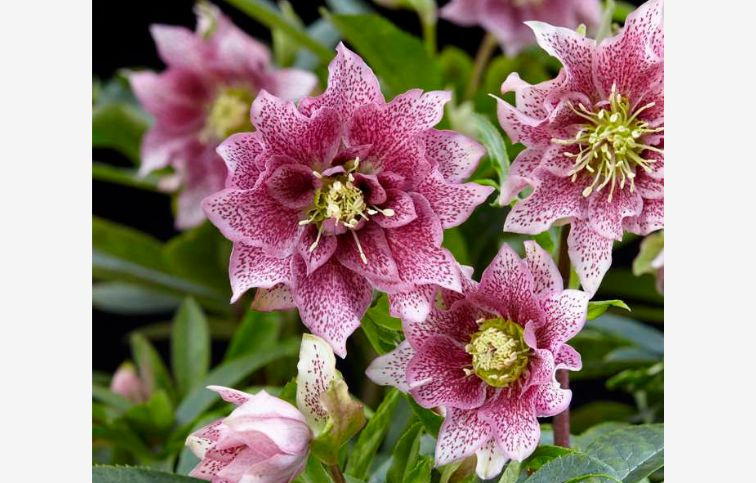 Čemerica východná Hello Amber, kont. p14