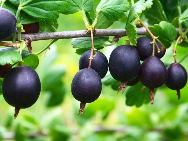 Josta kríková Jostaberry, výška 30-40 cm, kvetináč 17 cm