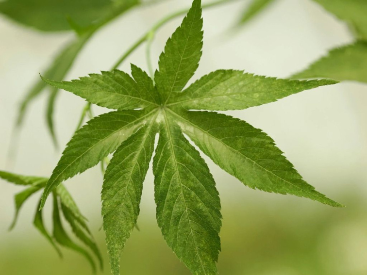 Malina obyčajná Sugarleaf Innocent, výška 30-40 cm, kvetináč 17 cm