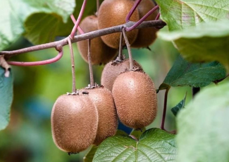 Kiwi veľkoplodé Atlas, výška 30-40 cm, kvetináč 17 cm