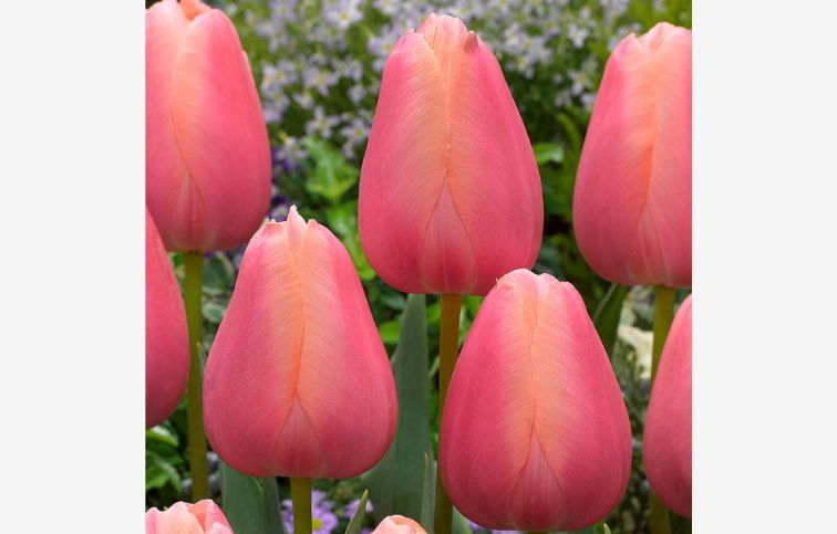 Tulipán Apricot Favourite 7 ks v balení