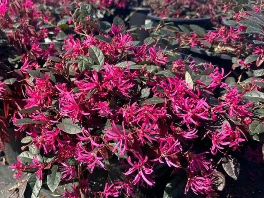 Loropetalum čínske Rubra, Bonsaj, výška 100-120 cm, kvetináč 50 l