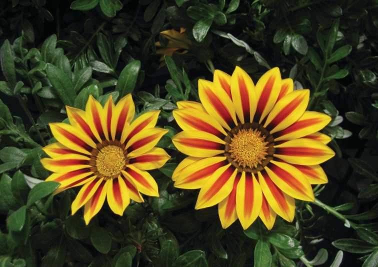 Gazania Big-Kiss Yellow Flame