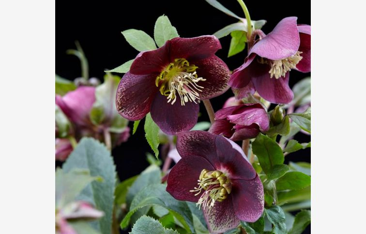 Čemerica východná Hello Ruby, kont. p14