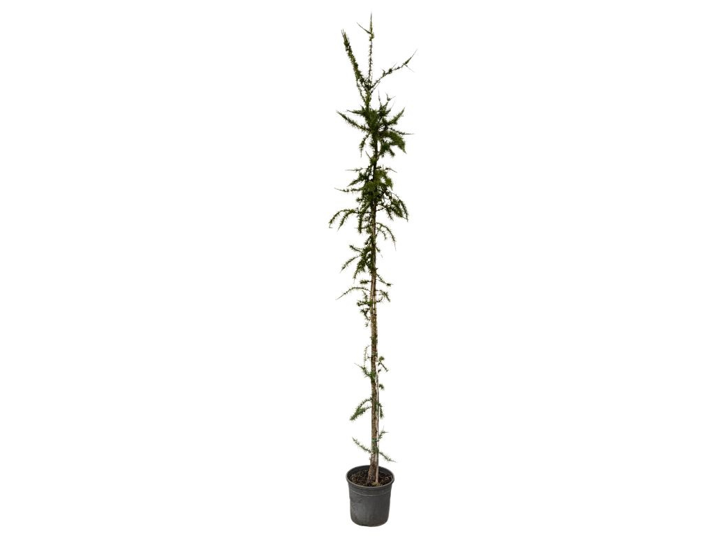 Smrekovec kaempferi Pendula