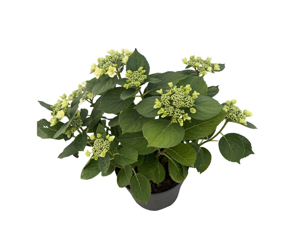 Hortenzia kalinolistá Hy-pe Lacecap White, výška 30-40 cm, kvetináč 23 cm