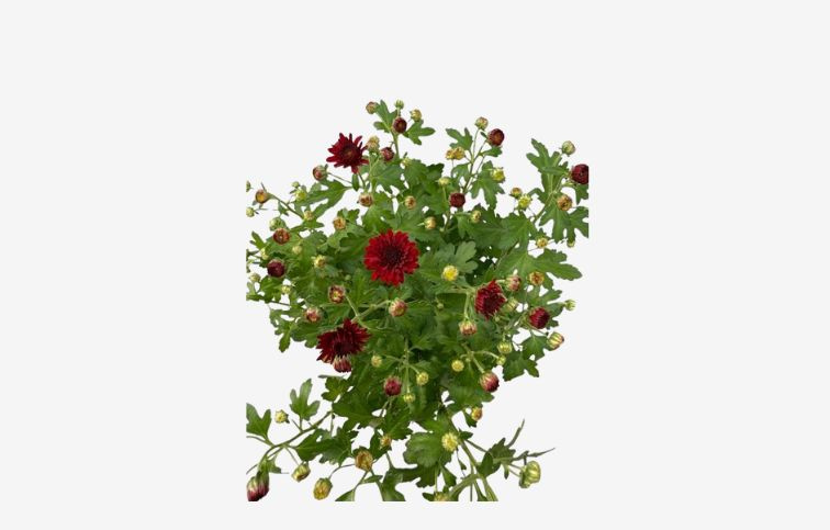 Chryzantéma Garden Mum Red, kont. p10,5