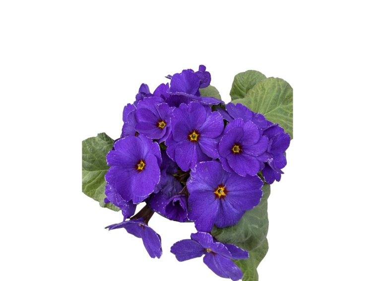 Prvosienka Obsidian Dark Blue, kont. 10,5 cm