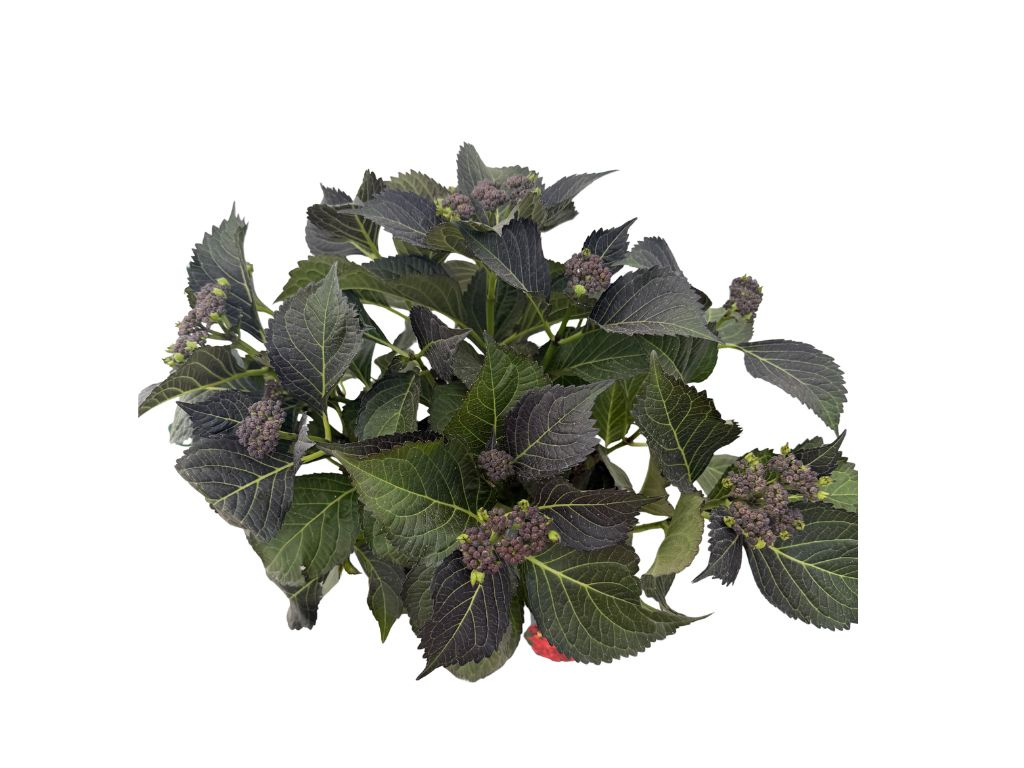 Hortenzia kalinolistá Hy-pe Lacecap Red, výška 30-40 cm, kvetináč 23 cm