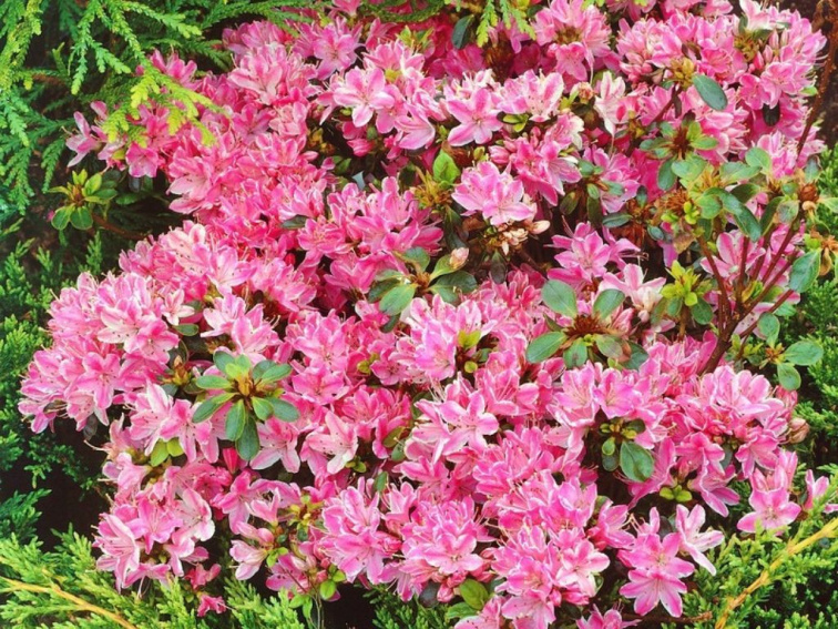 Azalka japonská Kermesina Rose, výška 15-20 cm, kvetináč 13 cm