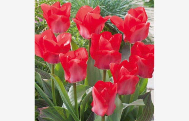 Tulipán TRAUTTMANSDORFF 7 ks v balení