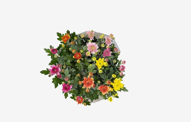 Chryzantéma Elixer Bowl Carnaval, kont. p23